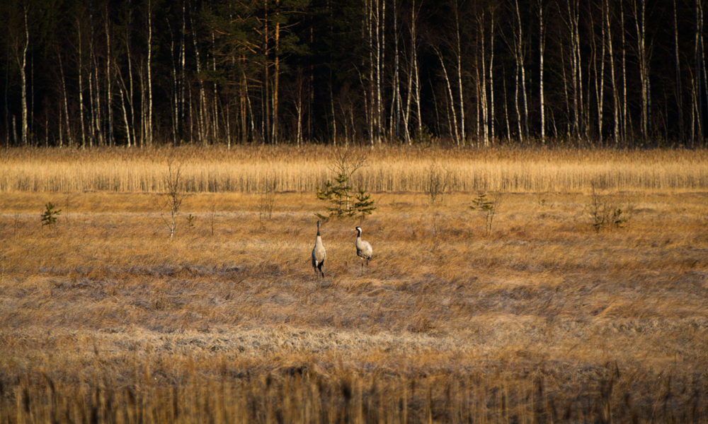 Vierumäki a.k.a FartHill