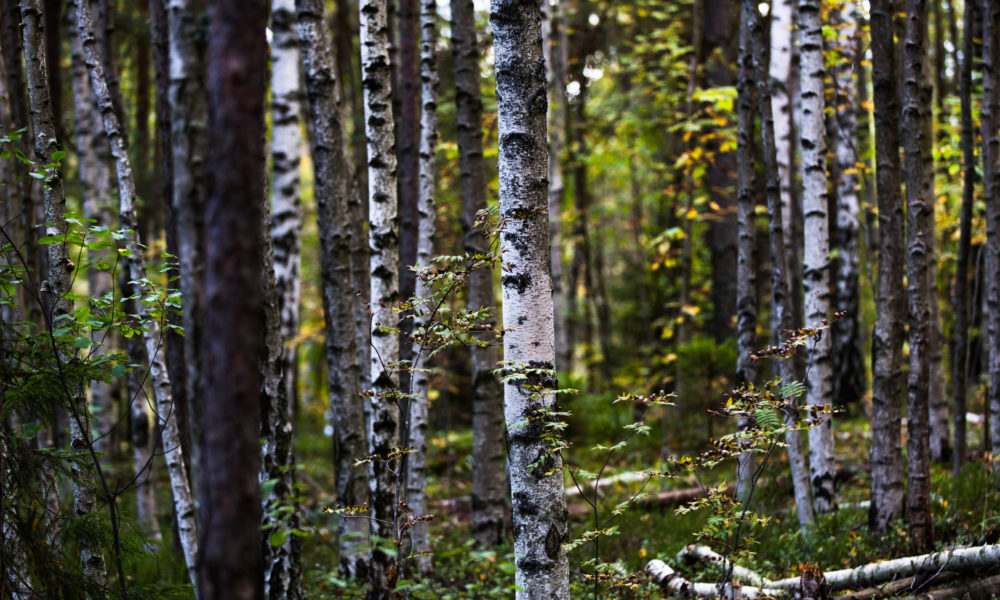 Ihmeellinen paikka tuo Storträsk